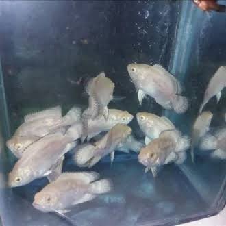 ikan oscar albino/ikan hias air tawar/ikan hias/ikan predator