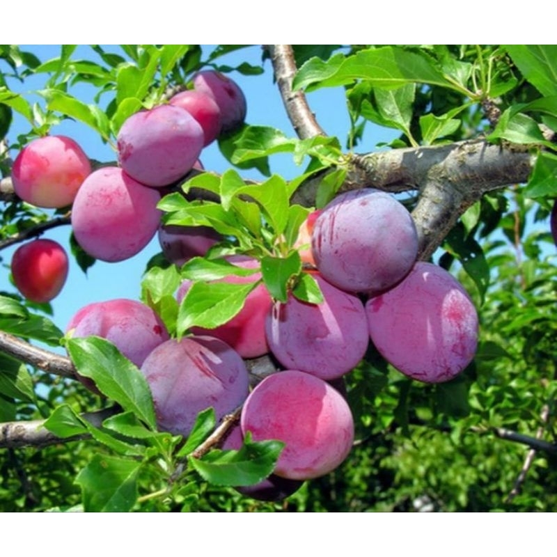 

Buah Plum indukan