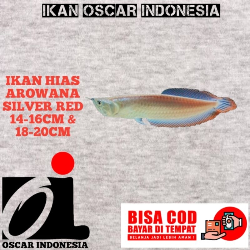 arowana silver red/arowana albino 14-16cm&18-20cm