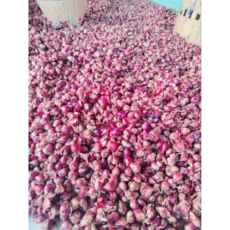 

bawang merah asli Nganjuk tanggung besar