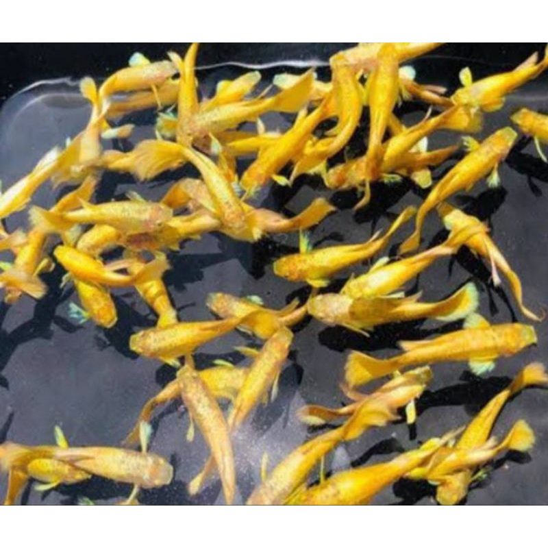 paket bergaransi Guppy gold jantan dan betina