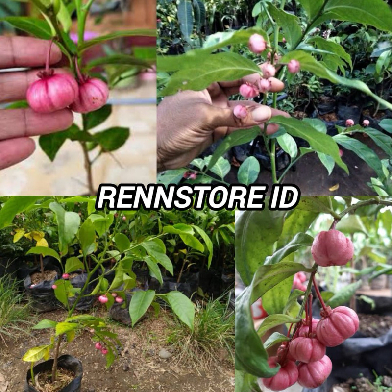 Bibit Manggis Jepang Kondisi Sudah Berbuah Rimbun