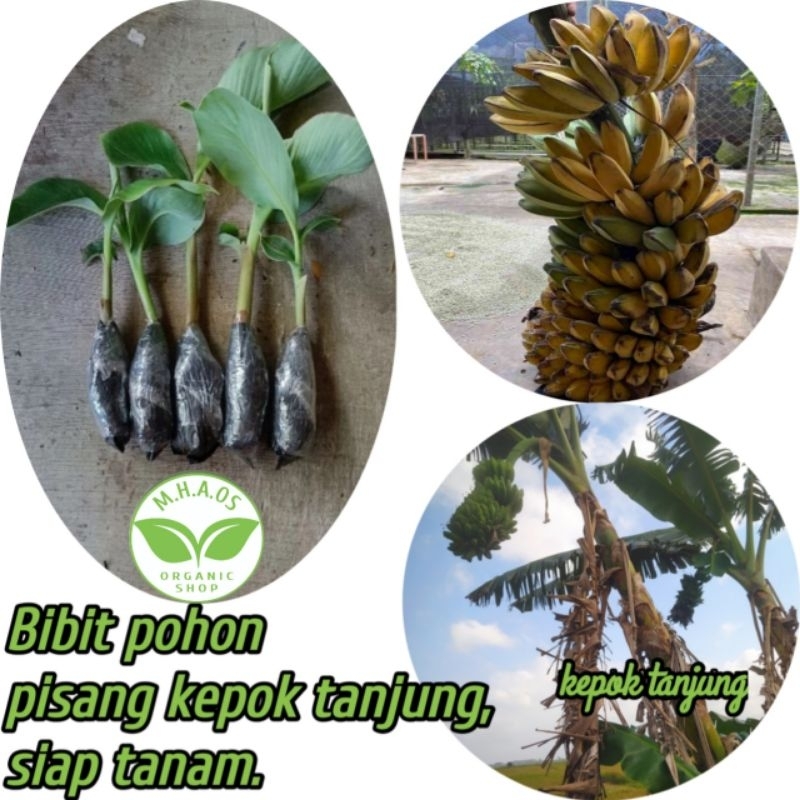 Bibit pohon pisang kepok tanjung pisang kepok tanpa jantung asli,siap tanam.