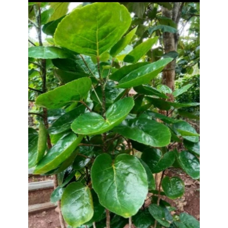 

daun mangkokan segar 250g