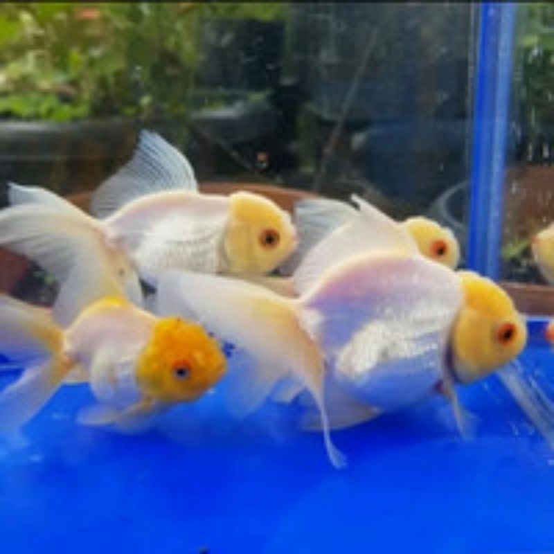 koki oranda putih isi 6pcs hiasan akuarium