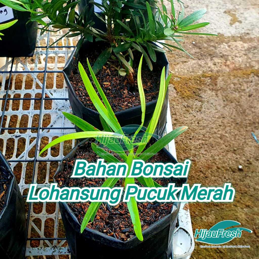 Lohansung Pucuk Merah Bahan Bonsai | HijauFresh | @HijauFresh | #HijauFresh