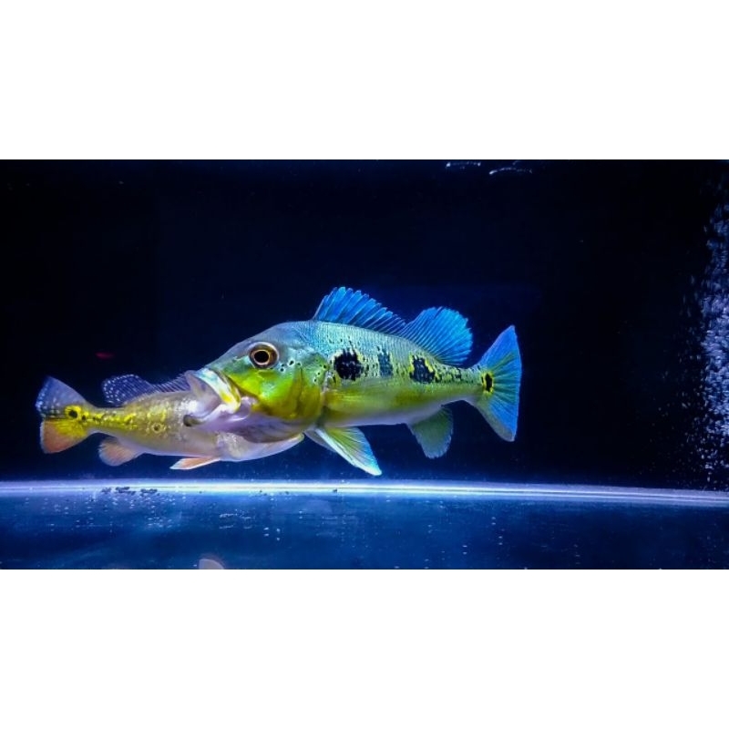 hiasan aquarium pbass orinoco gm 3 spot 7cm