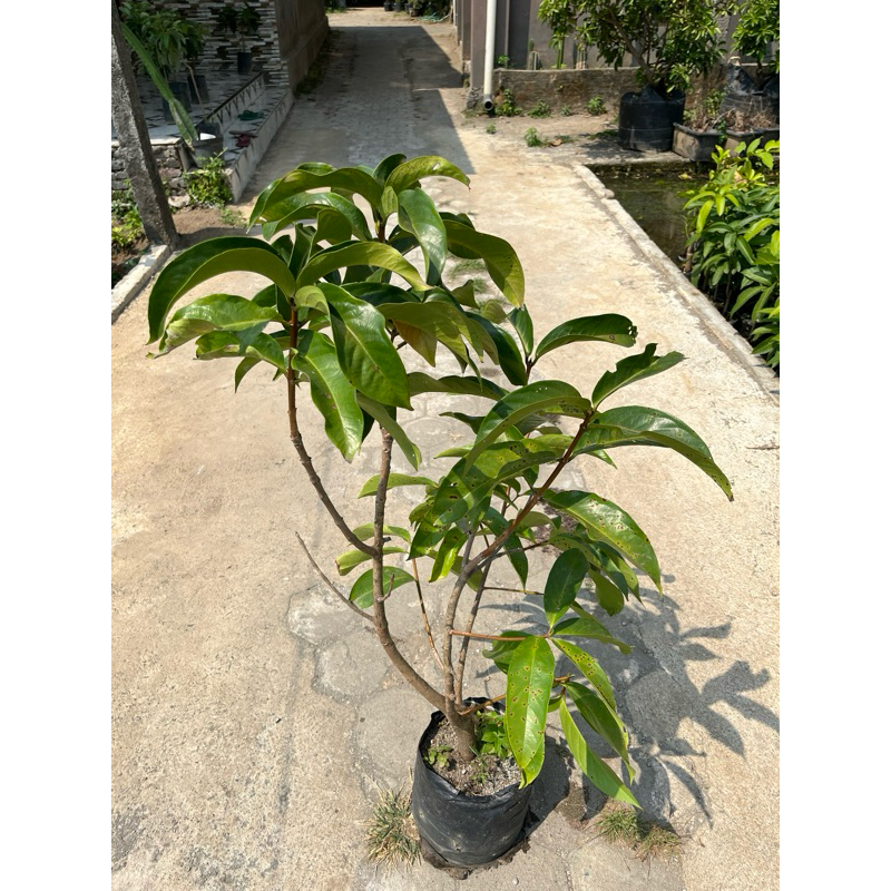 Bibit tanaman jambu jamaika siap berbuah