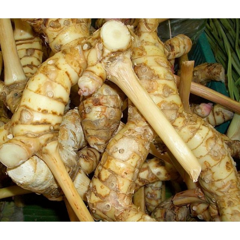 

LENGKUAS(LAOS) BERSIH DAN HIGENIS 500 GRAM