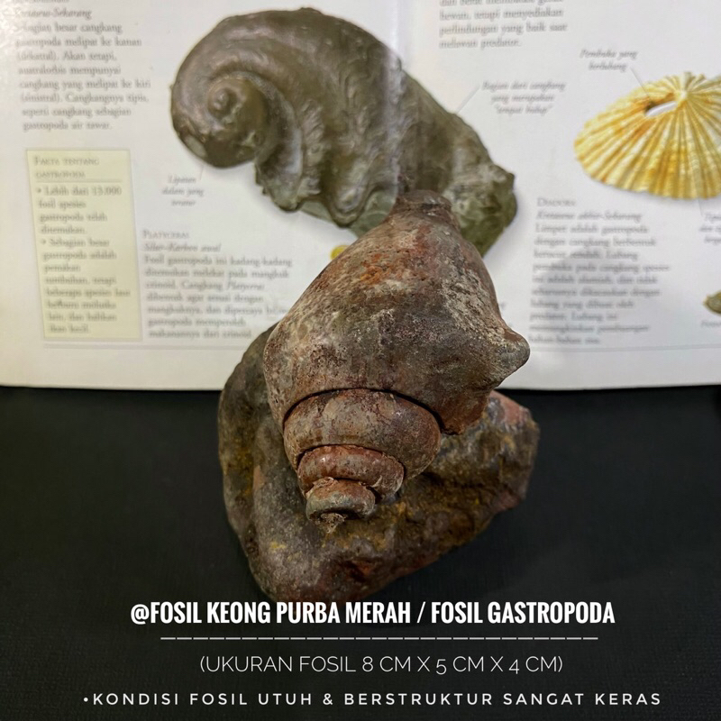 Fosil Keong Tanduk Temuan A37 atau Fosil Kerang Purba Merah atau Fosil Gastropoda atau Fosil Kol Bun