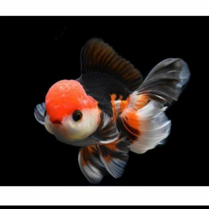 ikan hias koki oranda 3 colour dan panda berbagai ukuran