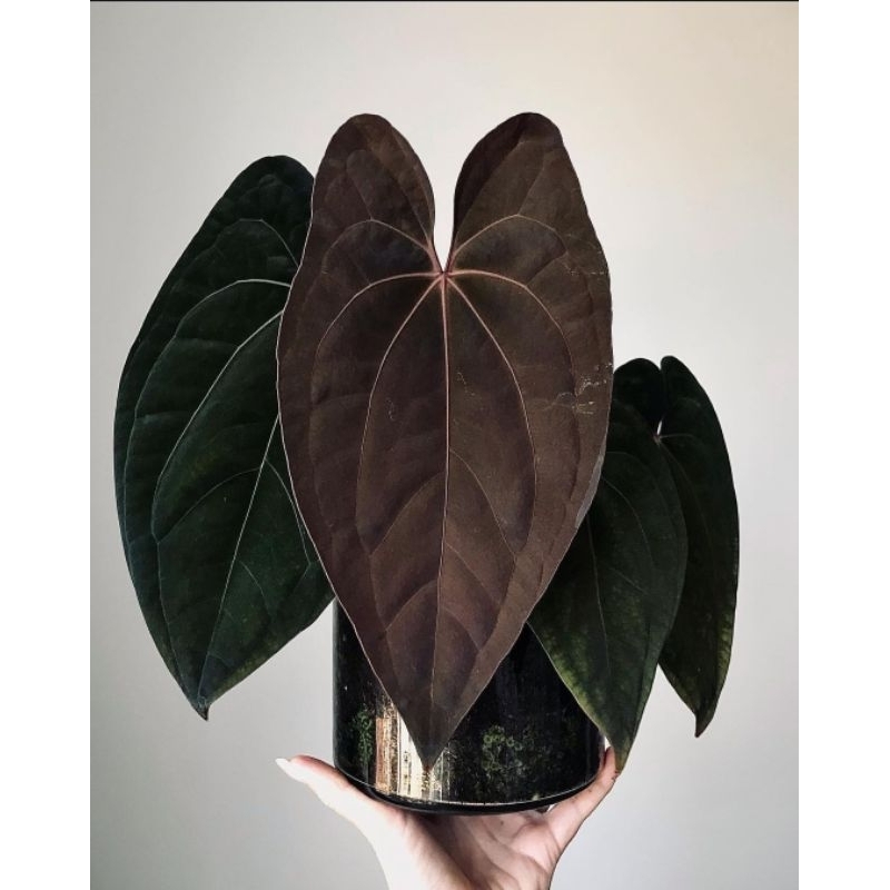 Anthurium Red Vein Dark Phoenix- Tanaman Hias Hidup Anthurium Red Vein Phoenix 3-4 Daun