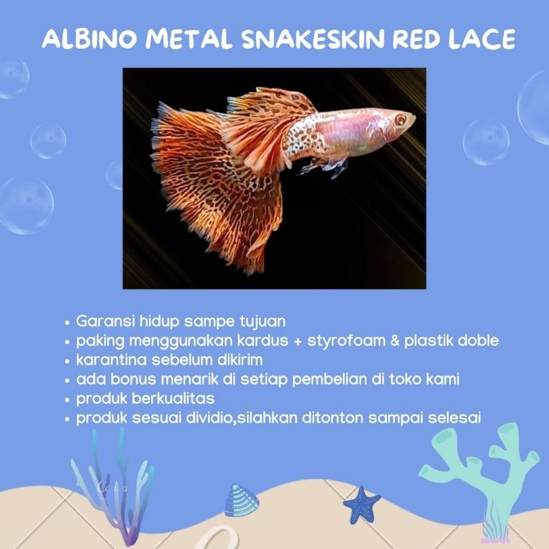 

BOX PAKING G0PI AMSS red lace