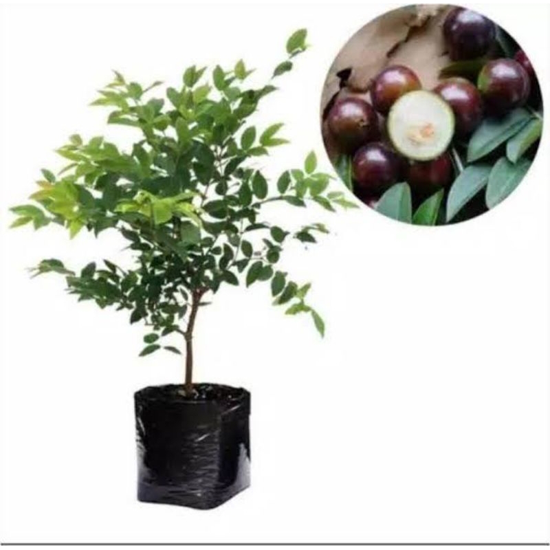 anggur pohon batang besar dan rimbun