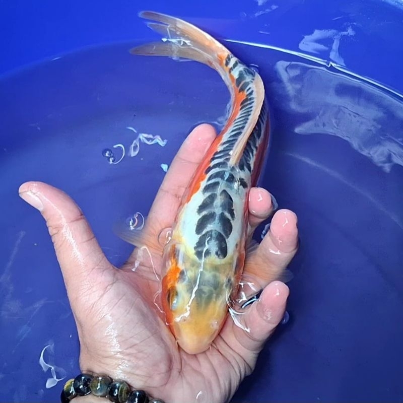 Ikan Koi Blitar Jenis Shusui / Rumah Koi Jakarta / kode 001