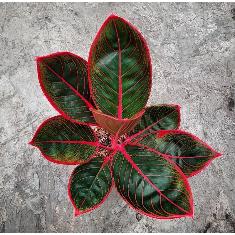 TANAMAN anakan aglonema kanza