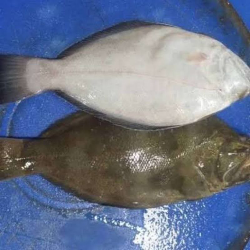 

ikan Sebelah Segar Fresh - 1 Kilogram
