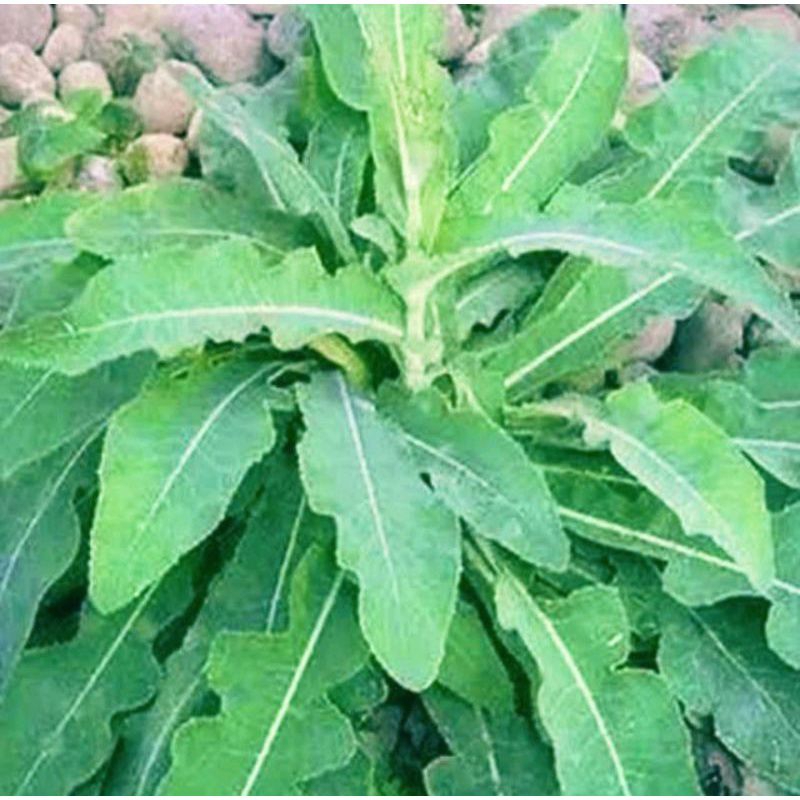 

daun tempuyung segar 500 grm