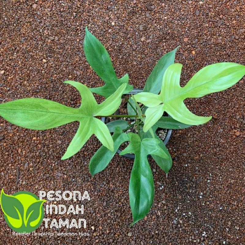 Tanaman hias philodendron florida gost mint - Florida gost philodendron
