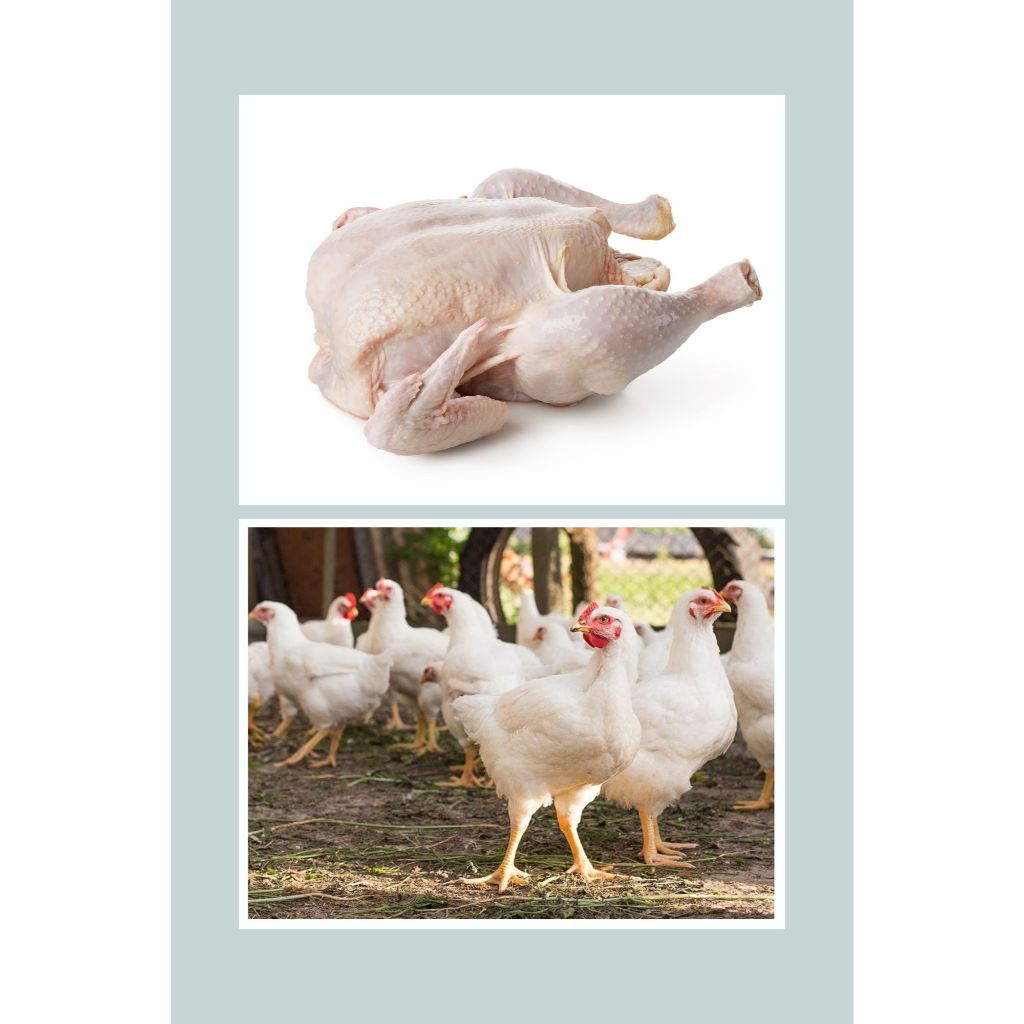 

Ayam Karkas Broiler Potong Utuh 1kg