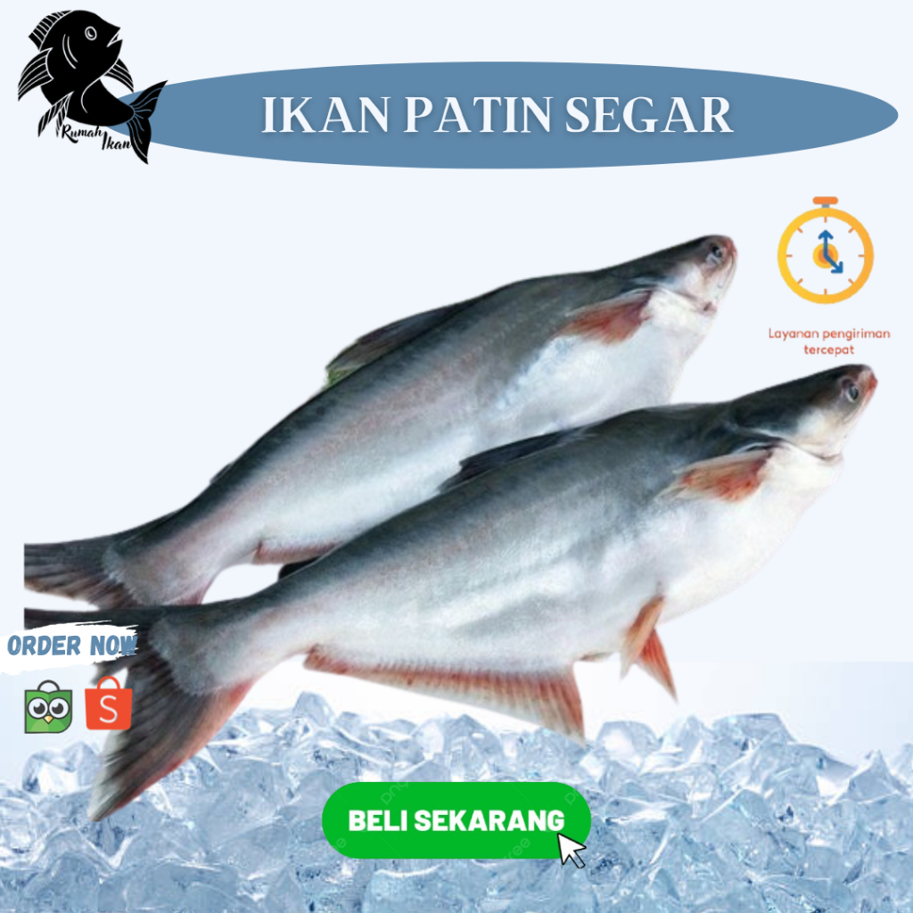 

Ready Ikan Patin Segar 1Kg