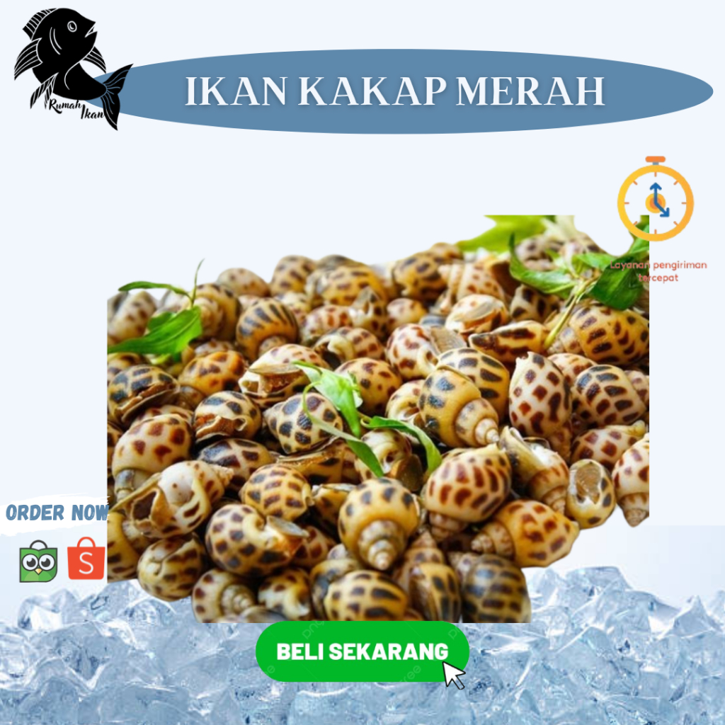 

Ready Kerang Macan Segar 1kg