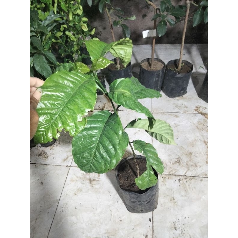 BIBIT KOPI ROBUSTA HIBRIDA UNGGUL