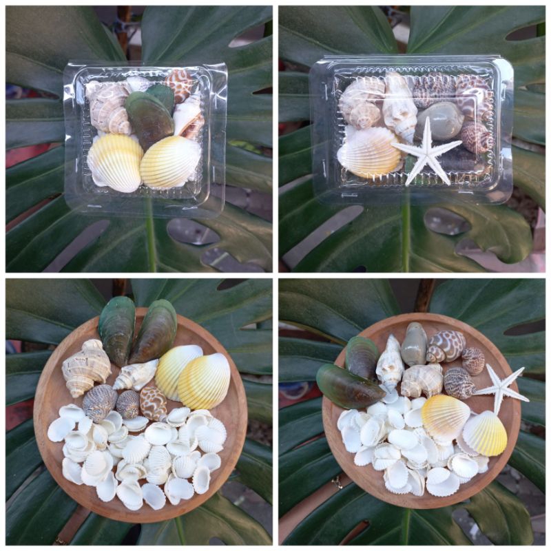 PAKET HEMAT cangkang Kerang / cangkang Kerang untuk prakarya / cangkang kerang untuk kerajinan