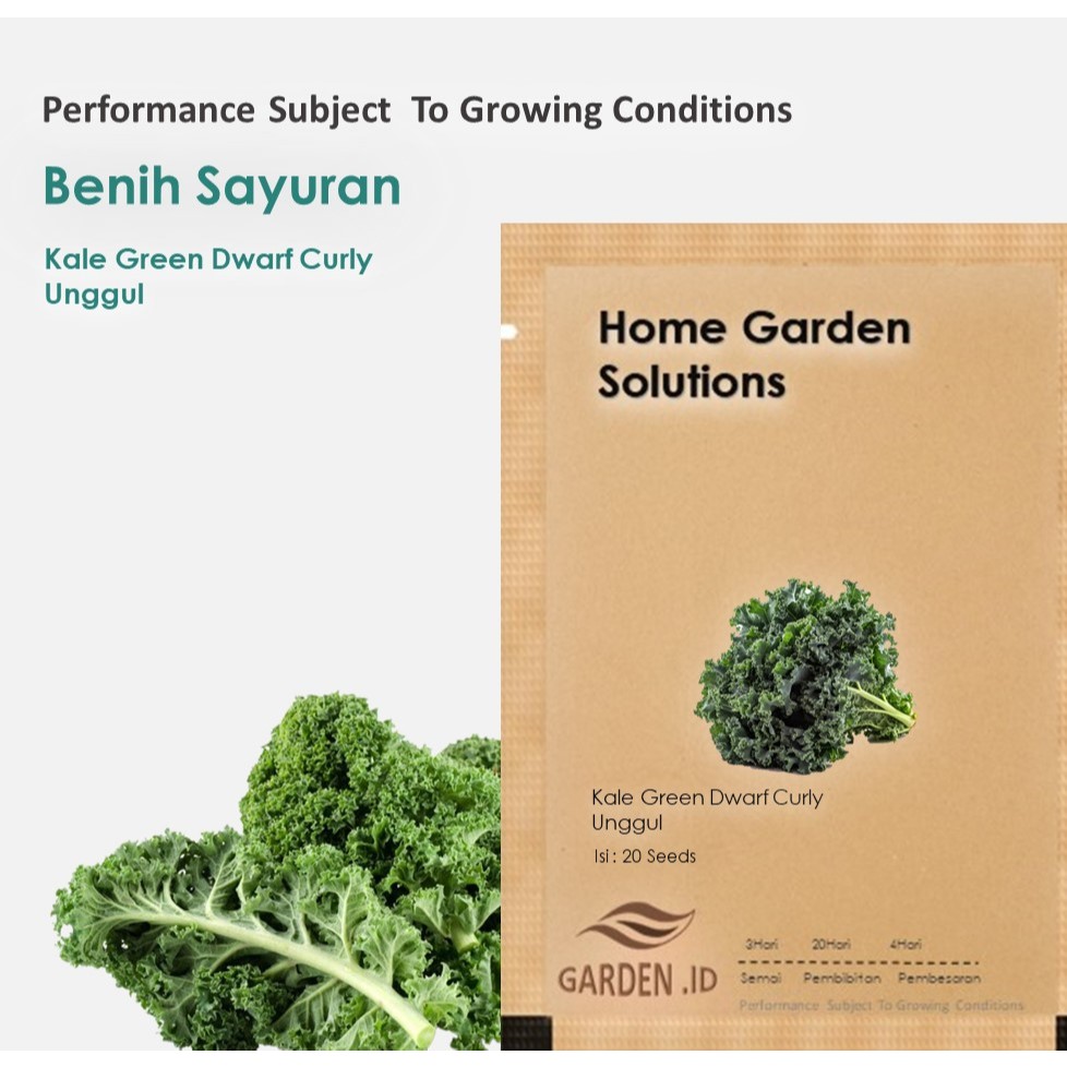 Bibit Benih Kale Green Dwarf Curly Benih Sayuran Blue Scotch Curled Tanaman Sayur Dataran Rendah Sup