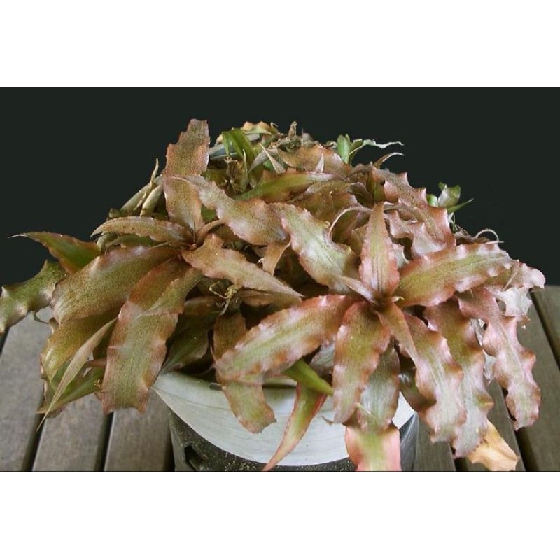cryptanthus bivitattus (acaulis)/bromelia kriptantus mini bintang cokllat