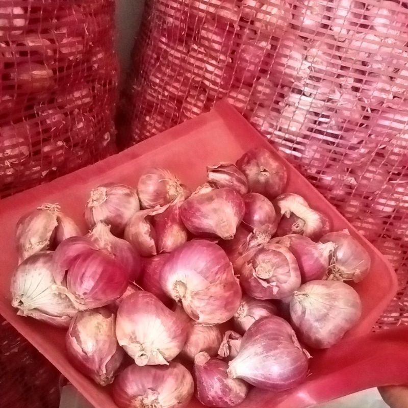 

bawang merah UK super besar