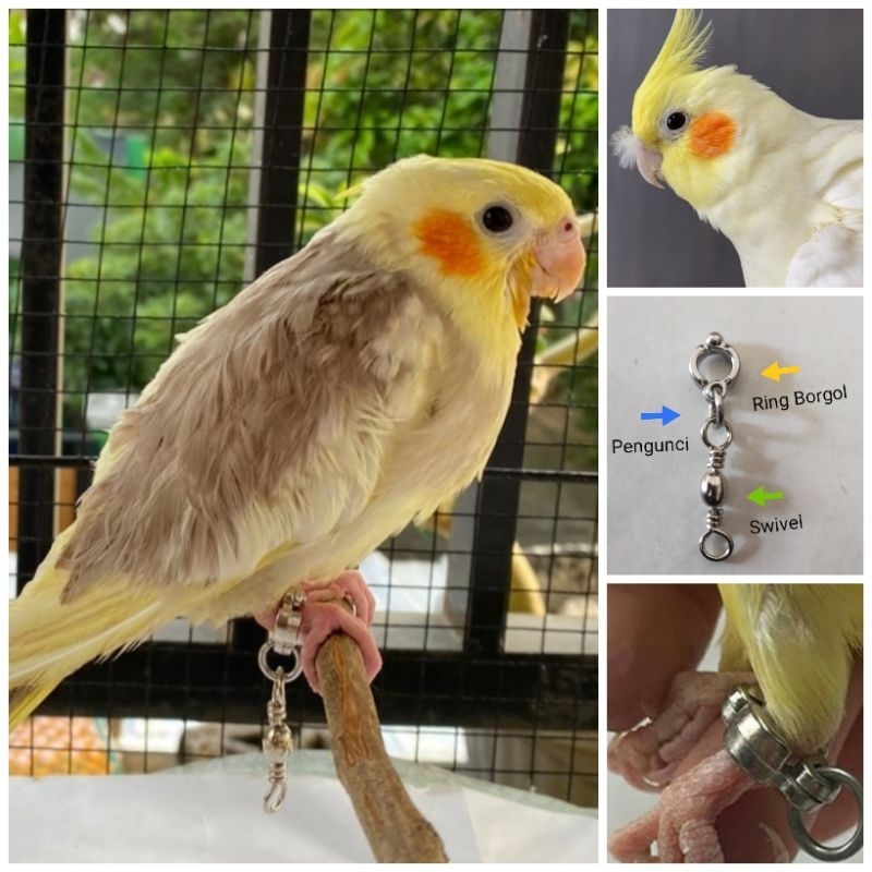 Ring Borgol Ukuran Burung Falk Parkit Australi Lengkap Swivel
