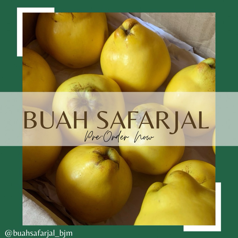 

Buah Safarjal Buah Quince - Datang Juli - 1 biji / per 1 buah