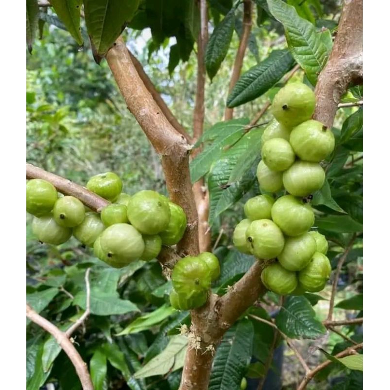 white jaboticaba berbuah