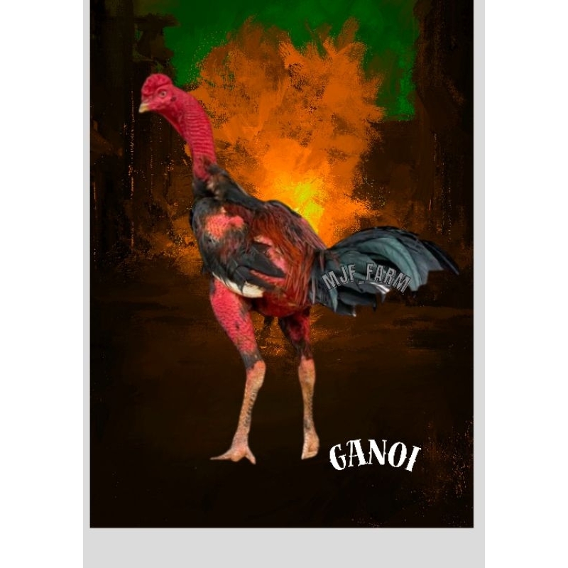 telur Ayam Ganoi Telur fertil (terlaris)