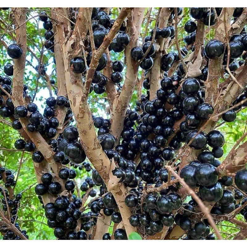 bibit anggur Brazil (jaboticaba) / kupa landak