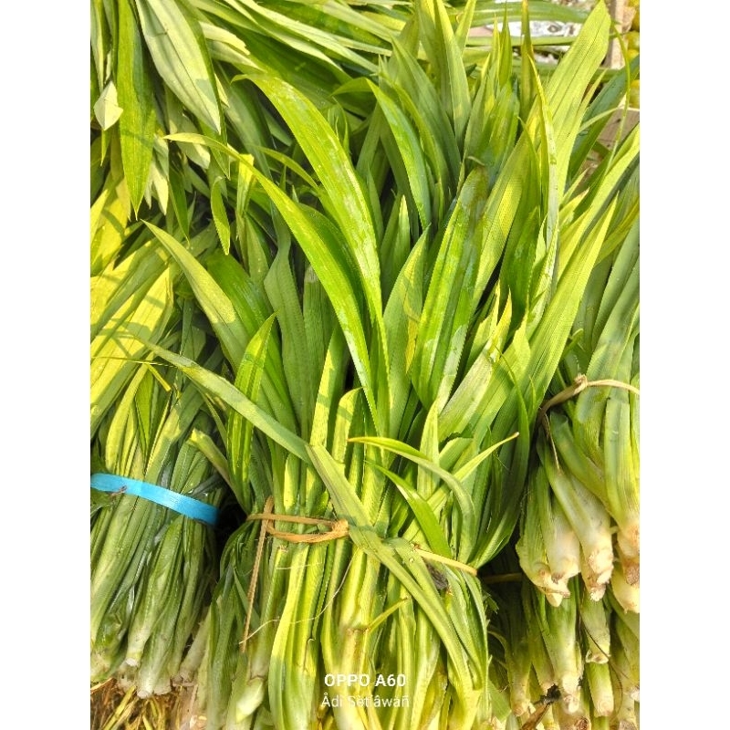 

Pandan Fresh