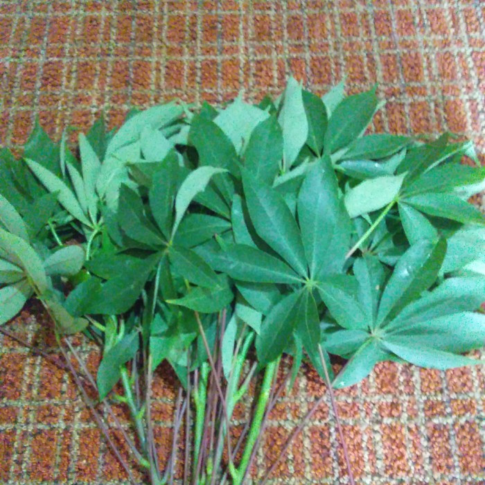 

DAUN RANDU KAPUK SEGAR BARU PETIK 500GRAM