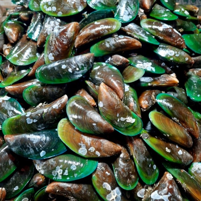 

Kerang Hijau Hidup Fresh 1 Kg