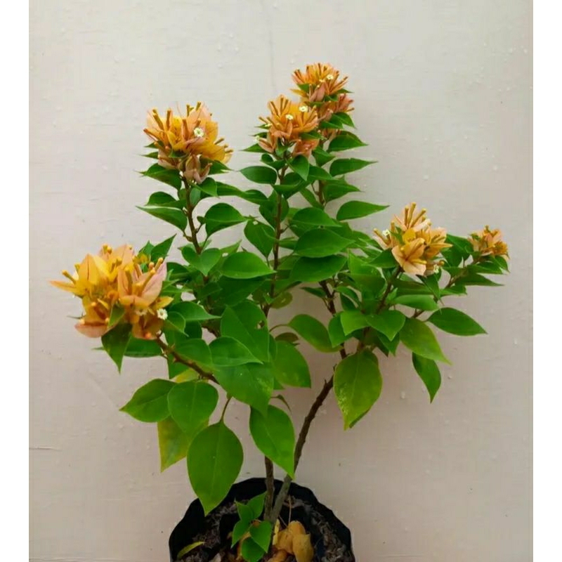 tanaman hias Bougenville Singapore kuning - pohon Bougenville Singapore kuning