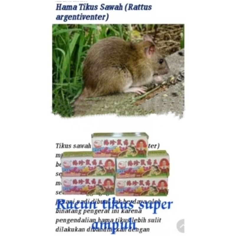 Racun tikus tetes super ampuh tokcer