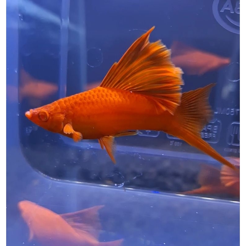 Blodred Firecraker Swordtail