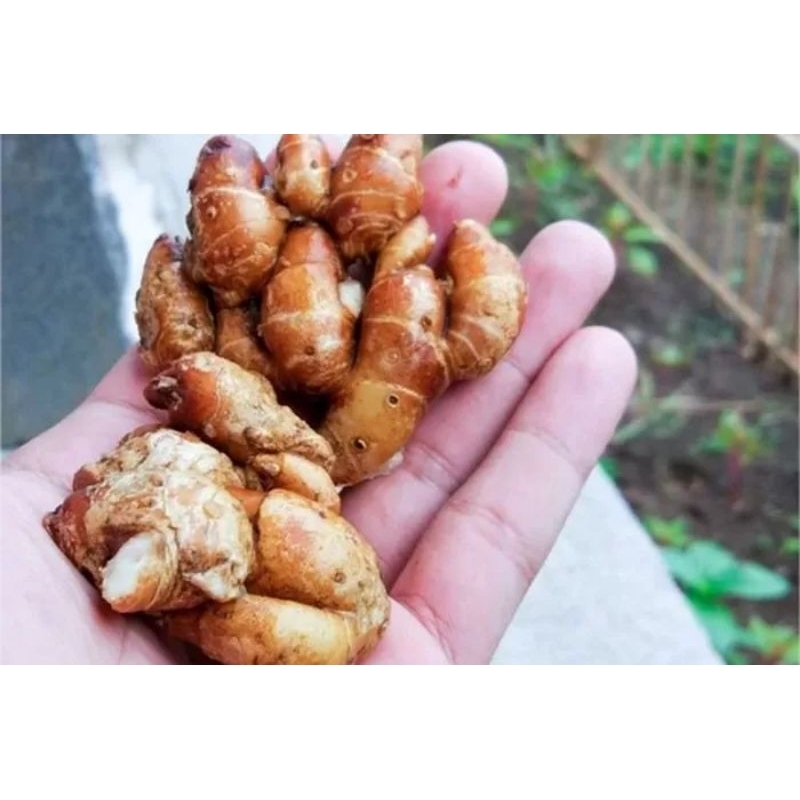 

Promo Murah 1kg Kencur Besar | Cikur Segar | Kencur Murah