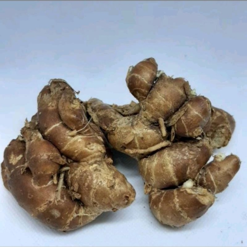 

Kencur Segar 1kg / Kencur Jawa Super Putih Harum Berkualitas