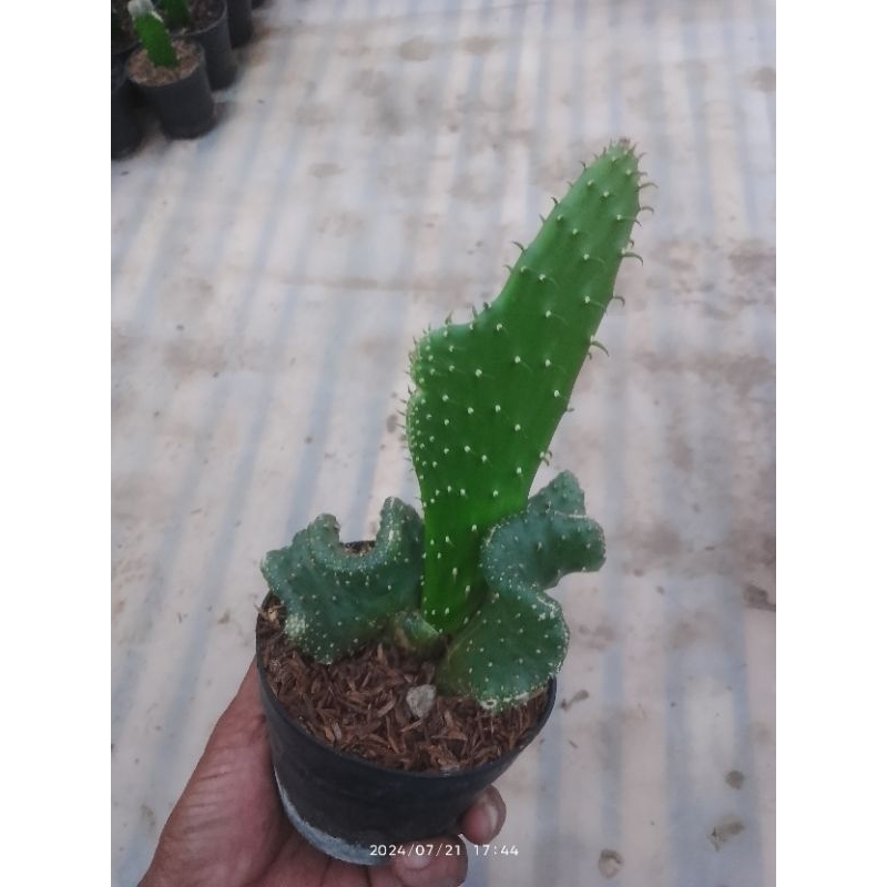 opuntia tuna f mutasi kristata