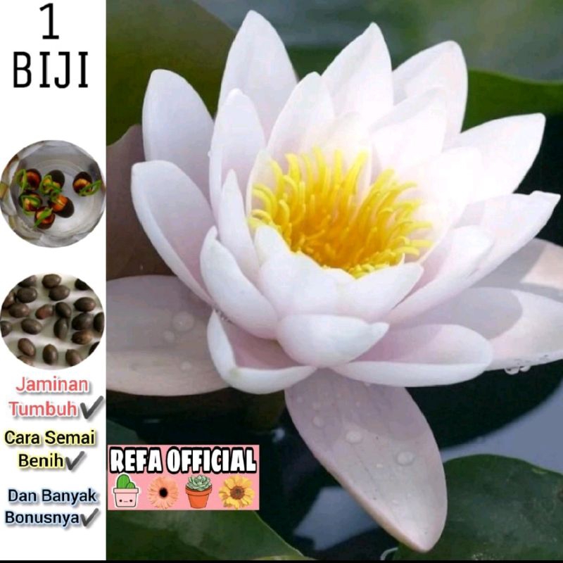 Lotus White Rose Gold