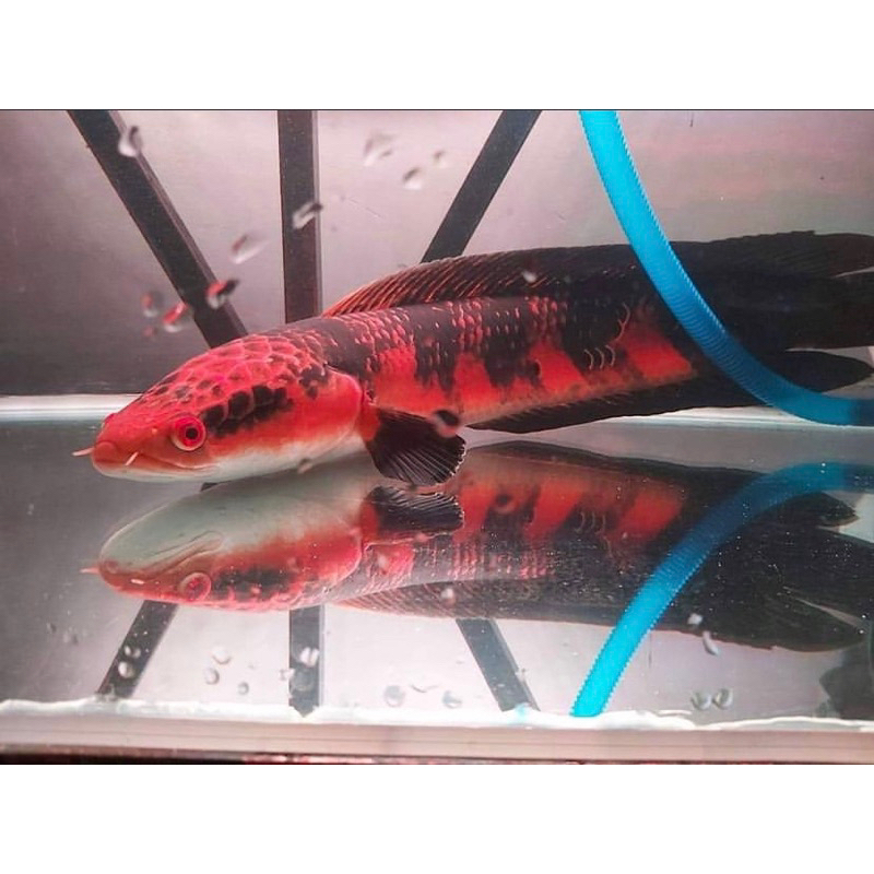red barito isi 2 ekor 3-4 cm bahan merah ajib