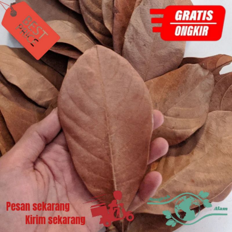 

Daun nangka kering 100 lembar