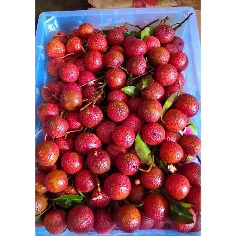 

BUAH LYCHEE / LECI HIJAU MADU MANIS 1 BOX 9KG