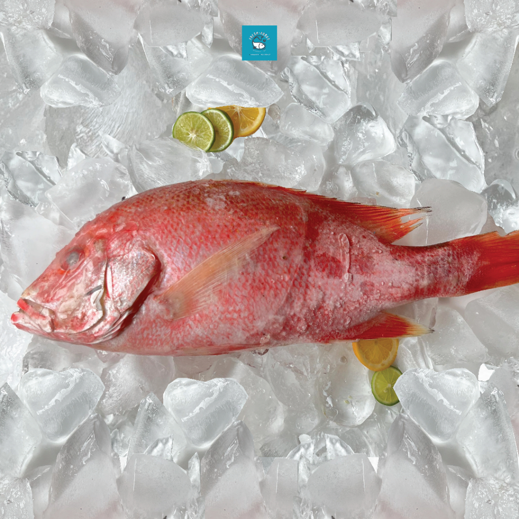 

RB Ikan Kakap Merah Fillet Dijamin segar dan Berkualitas By FreshGoods Jakarta Barat